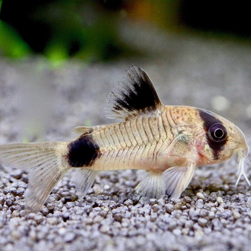 Corydoras panda - Cory panda M